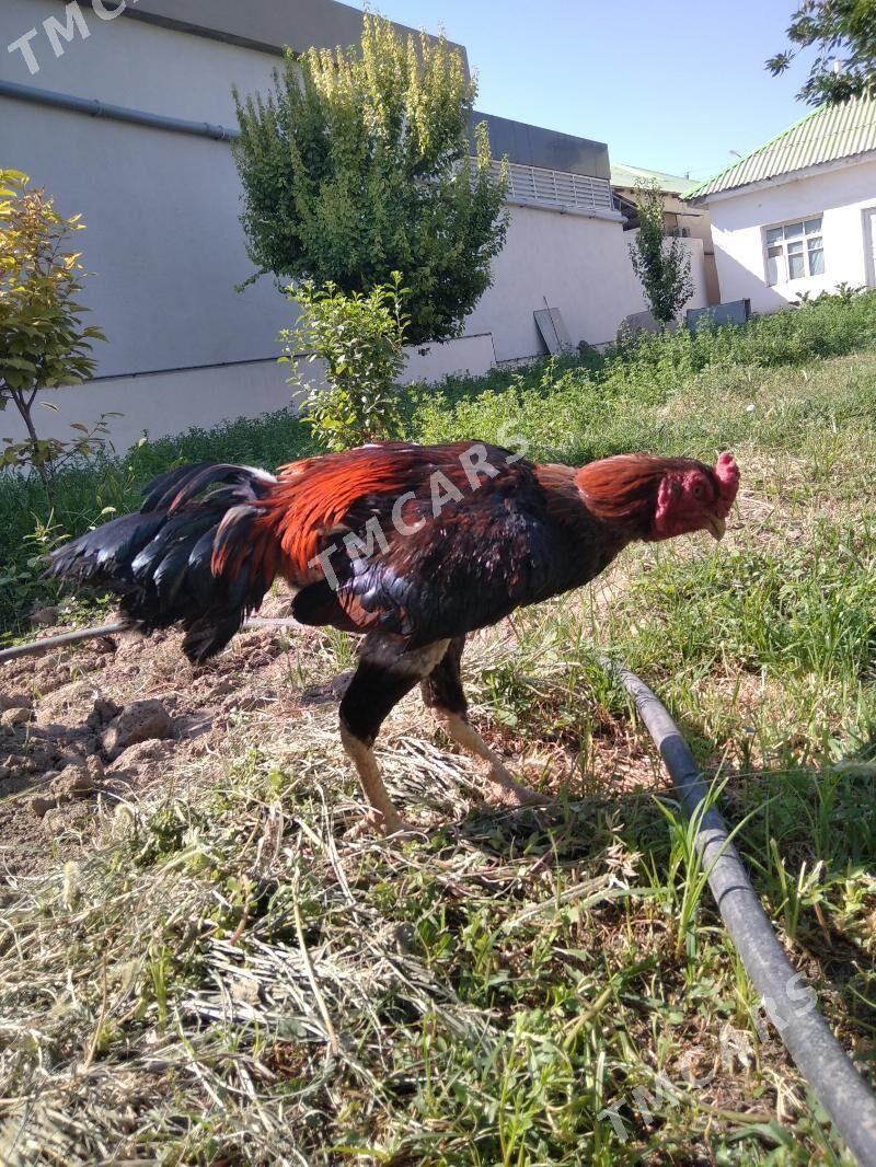 taskent - Aşgabat - img 3