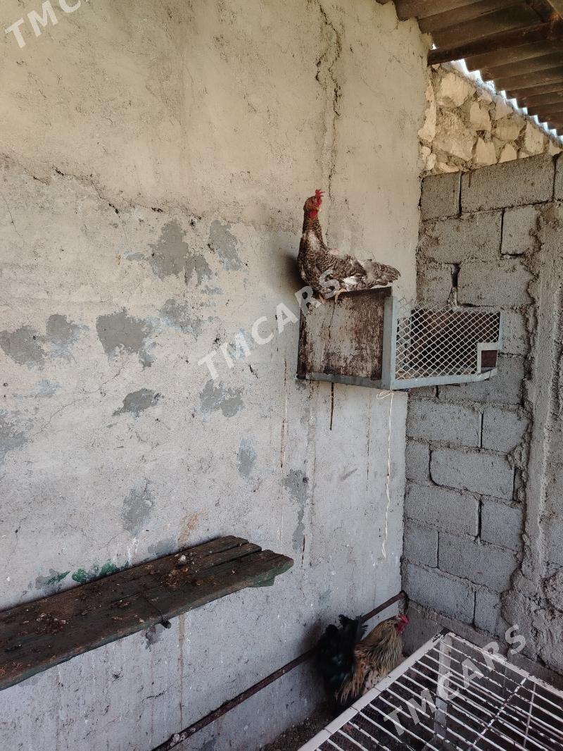 Товук - Balkanabat - img 3