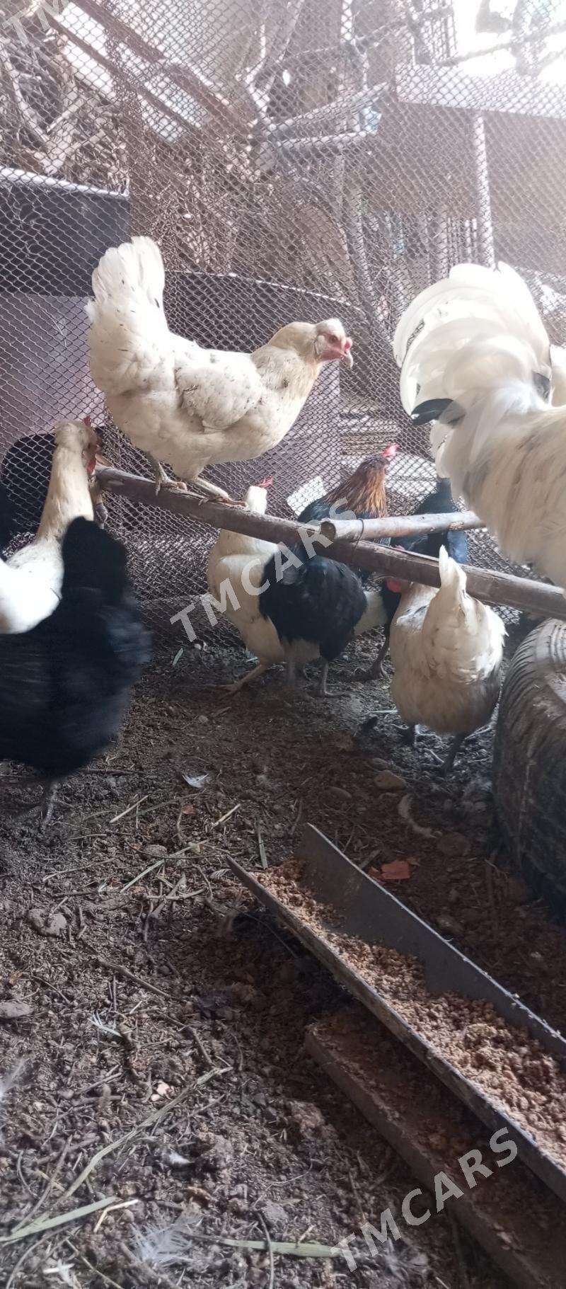 tovuk - Türkmenabat - img 2