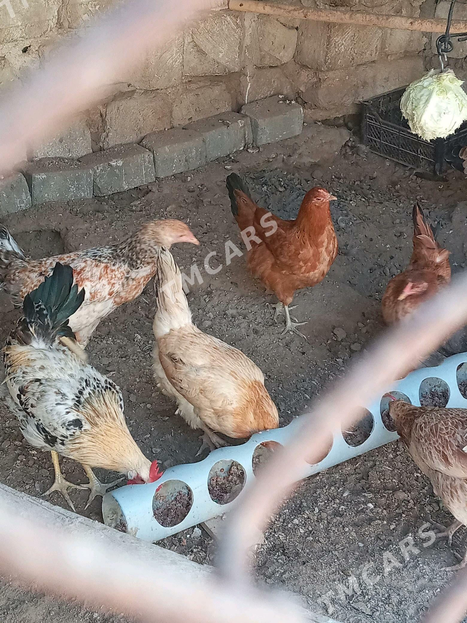 7aýlyk-1ýyllyk towuk we horaz - Türkmenbaşy - img 3