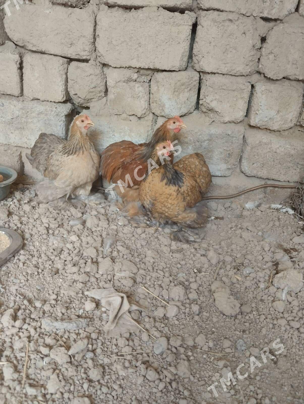 KARLIK KOKIN - Garadamak - img 1