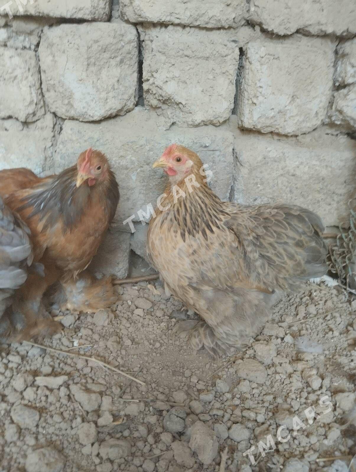 KARLIK KOKIN - Garadamak - img 4