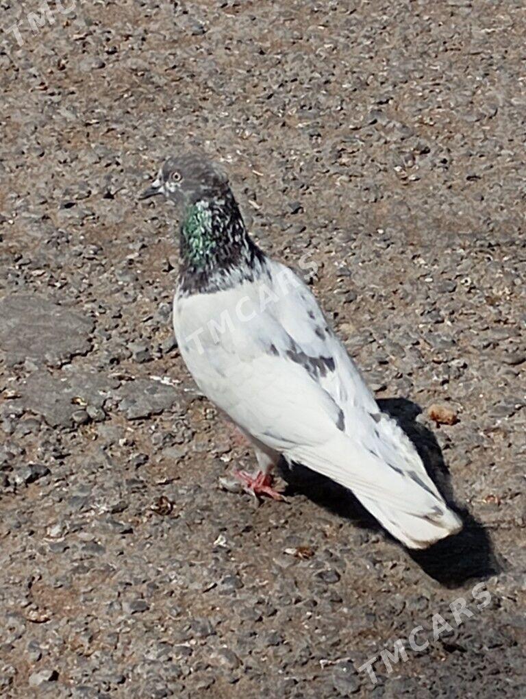 kepderi - Aşgabat - img 3