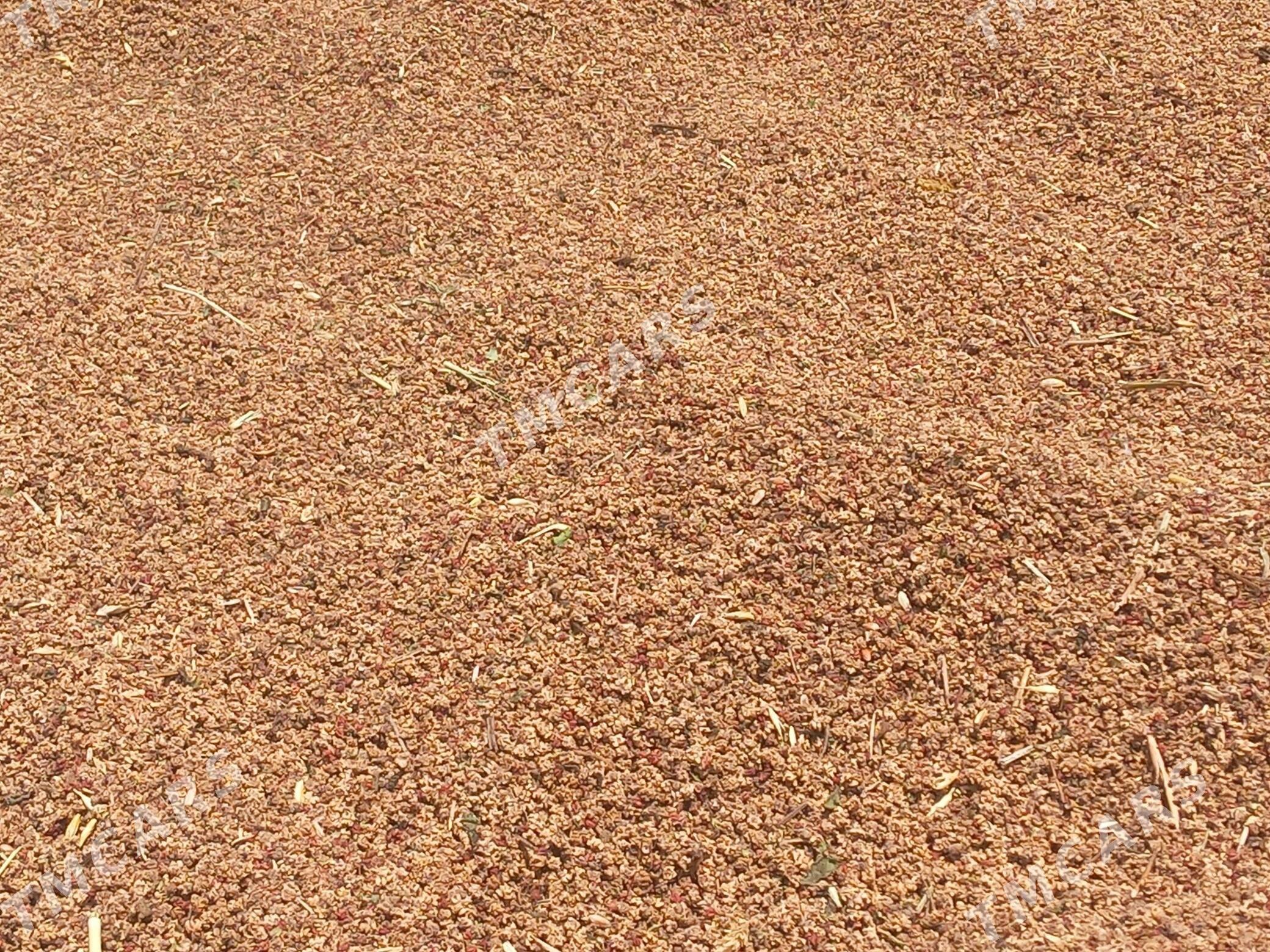 şugunur.  tohum - Gökdepe - img 2