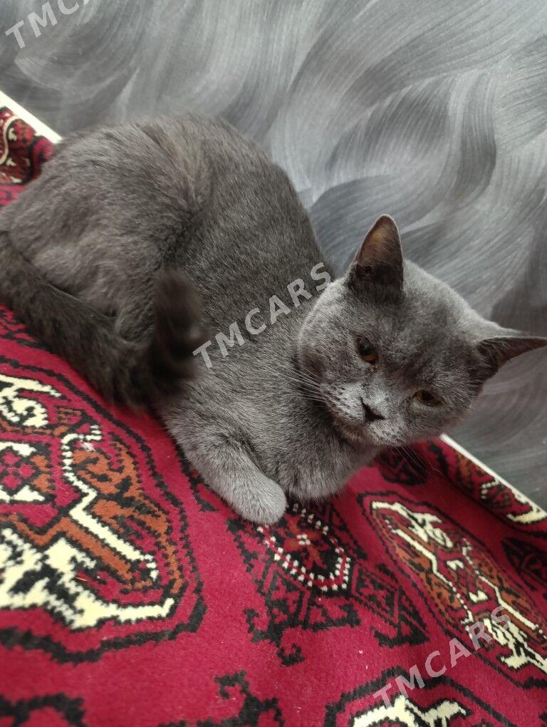 шотландский прима уха кошка - Türkmenabat - img 2
