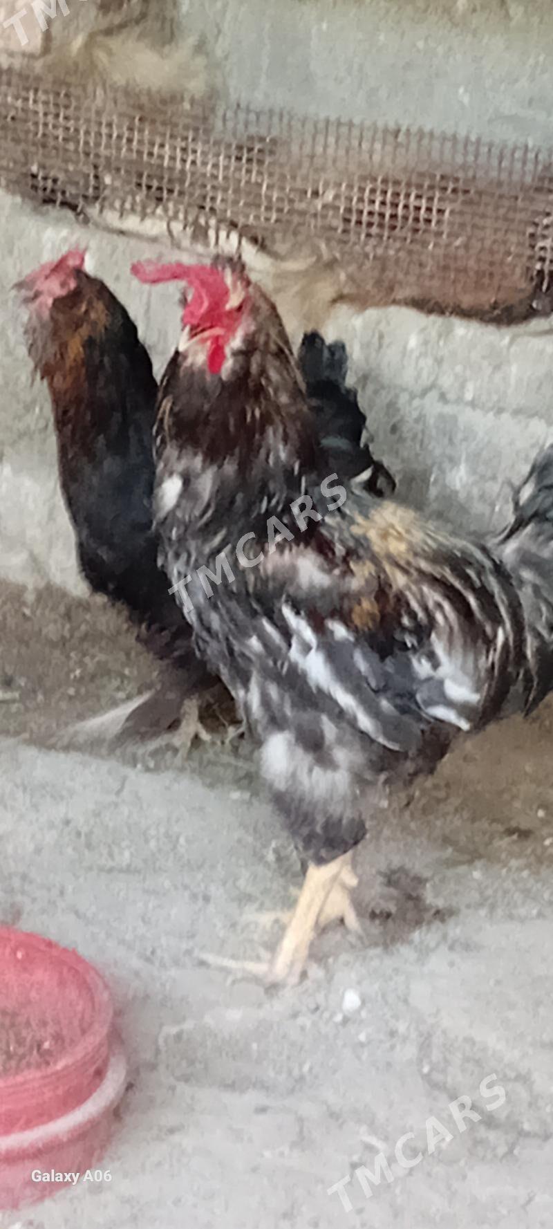 HORAZ - Türkmenbaşy - img 2