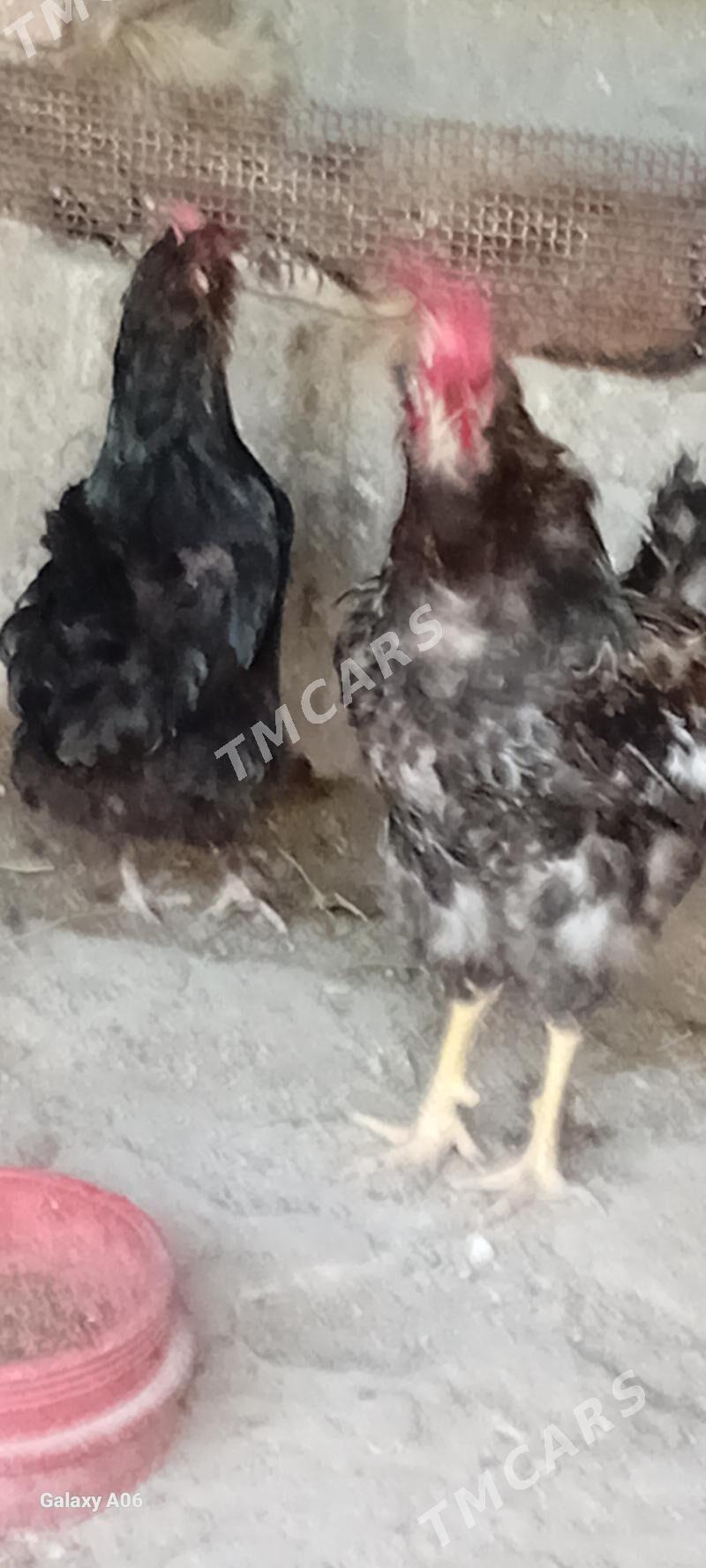 HORAZ - Türkmenbaşy - img 3