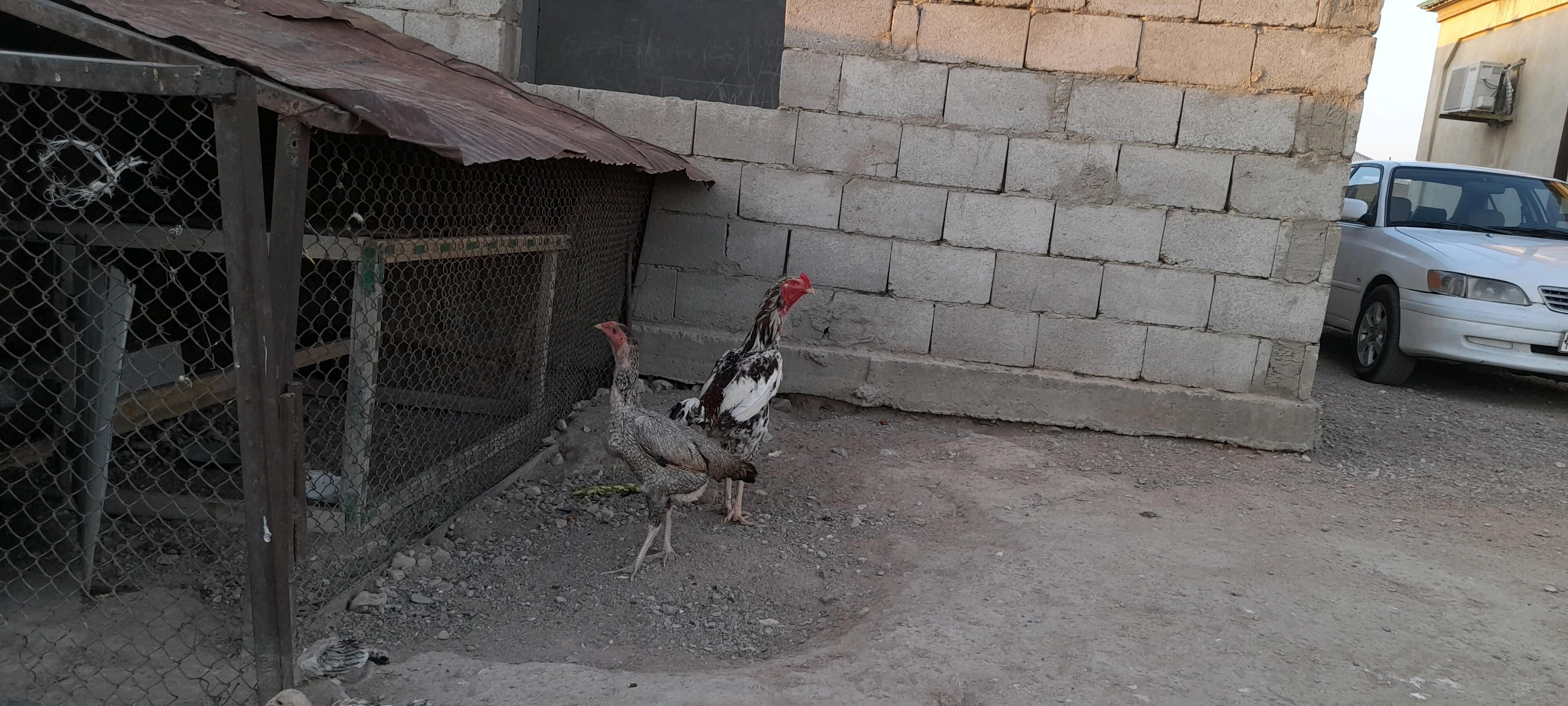 Towuk Horaz - Türkmenbaşy - img 5