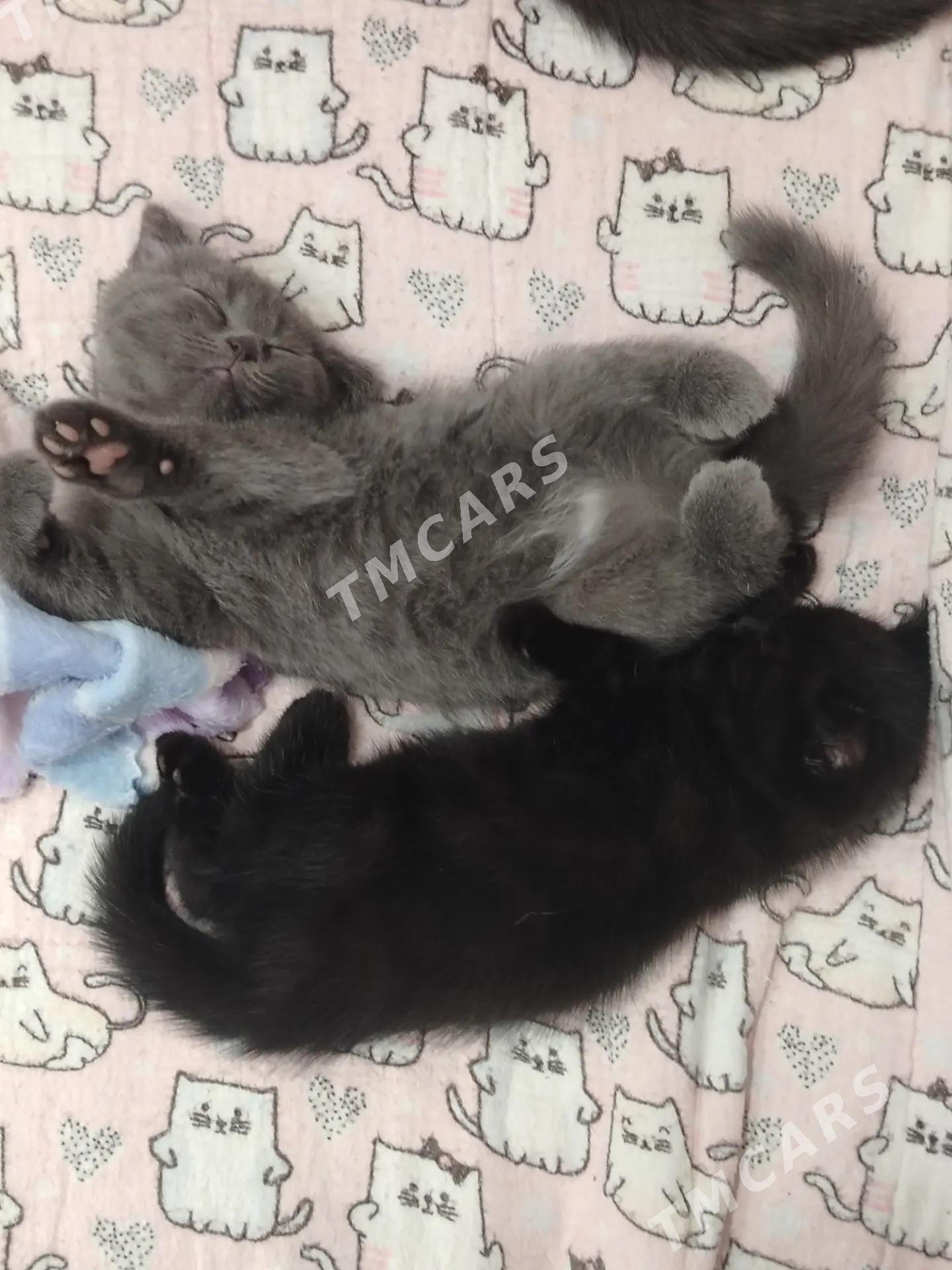 котята - Türkmenabat - img 4