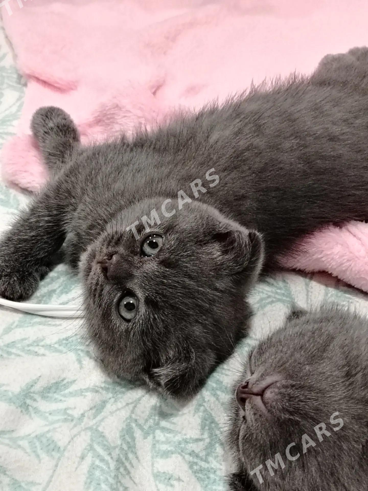 котята - Türkmenabat - img 3