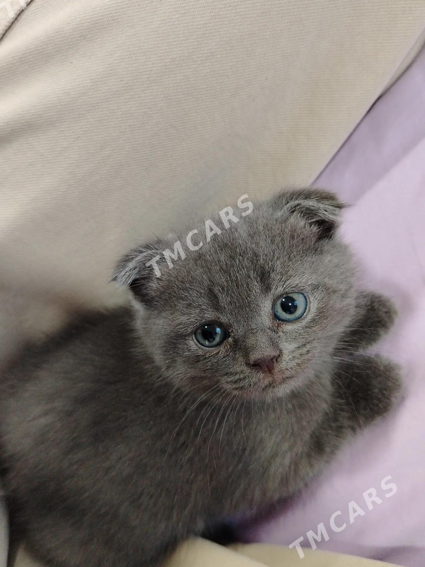 котята - Türkmenabat - img 2