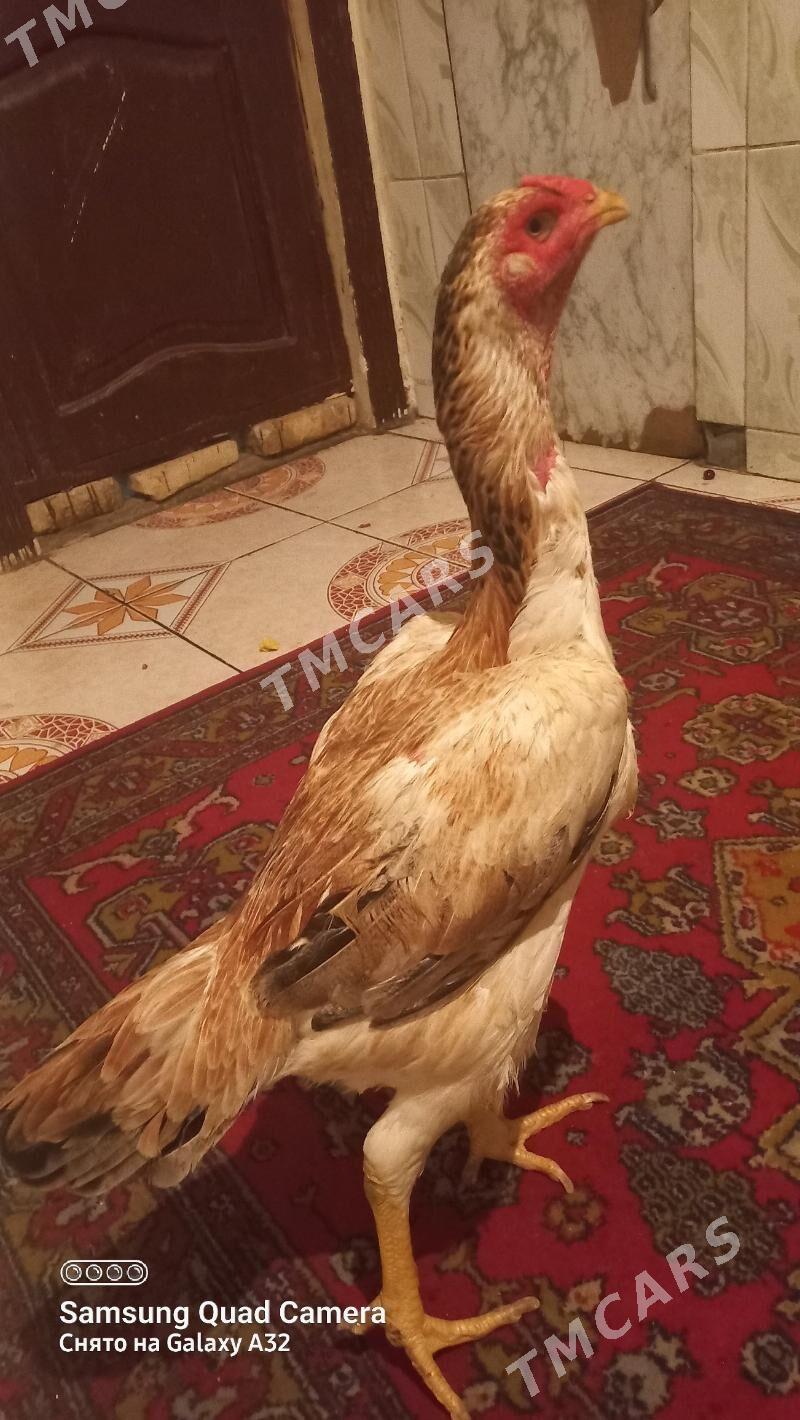 Towuk - Daşoguz - img 2