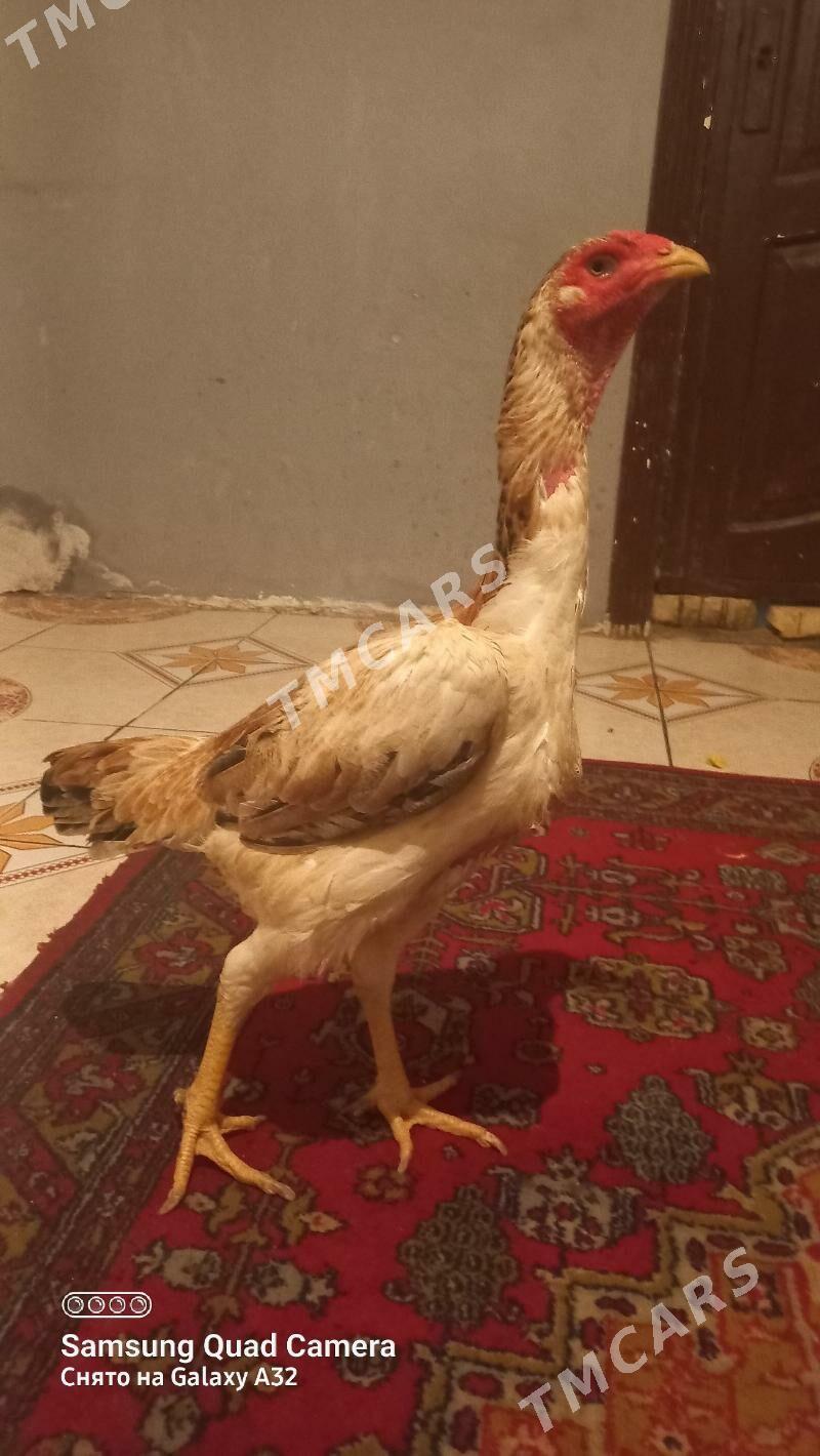 Towuk - Daşoguz - img 3