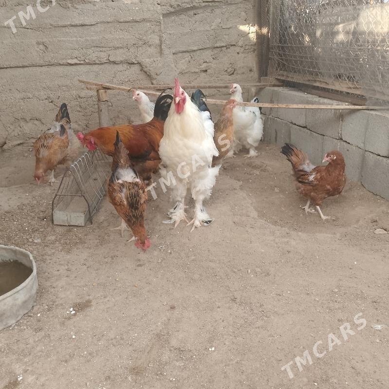 tawuk - Balkanabat - img 3