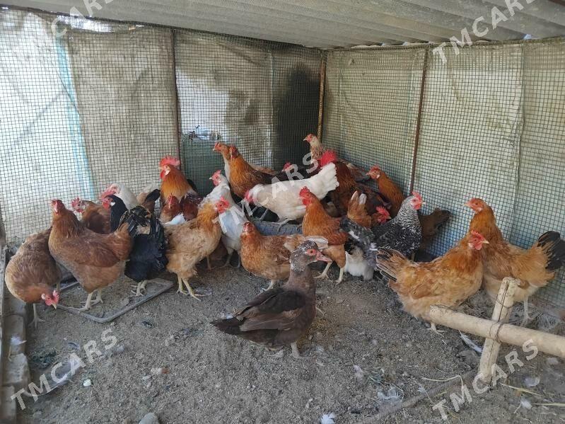 TOWUKLAR - Sakar - img 6