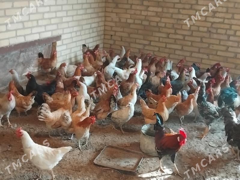 TOWUKLAR - Sakar - img 3