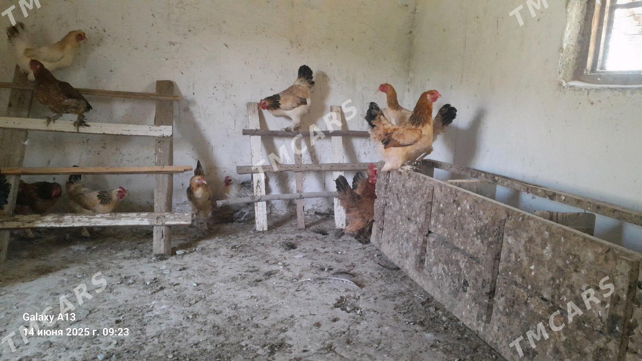 Towuklar. - Gökdepe - img 2
