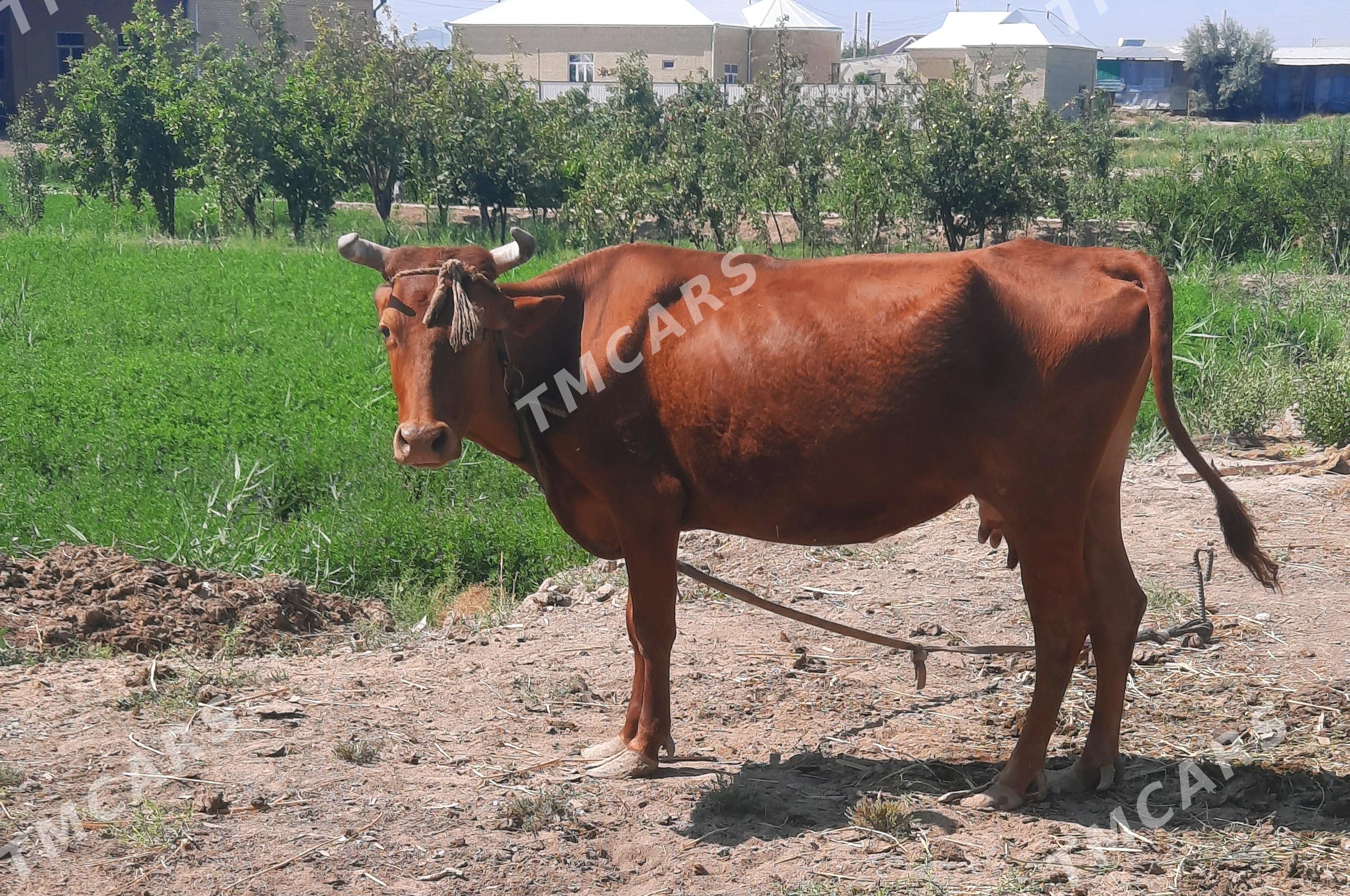 Bogaz Sygyr, Gyssagly !!! - Murgap - img 2