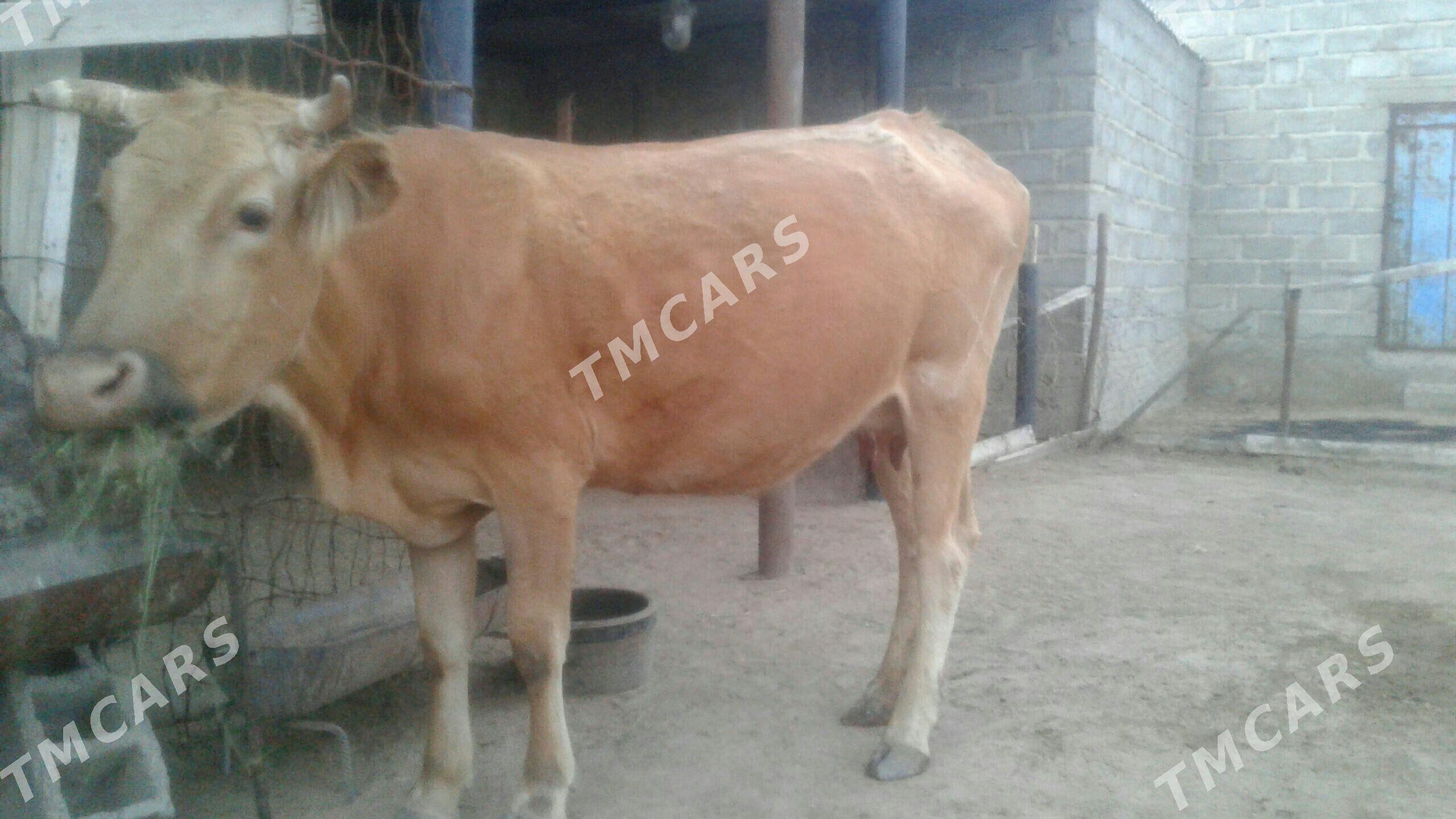Sygyr tanaly - Esenguly - img 2