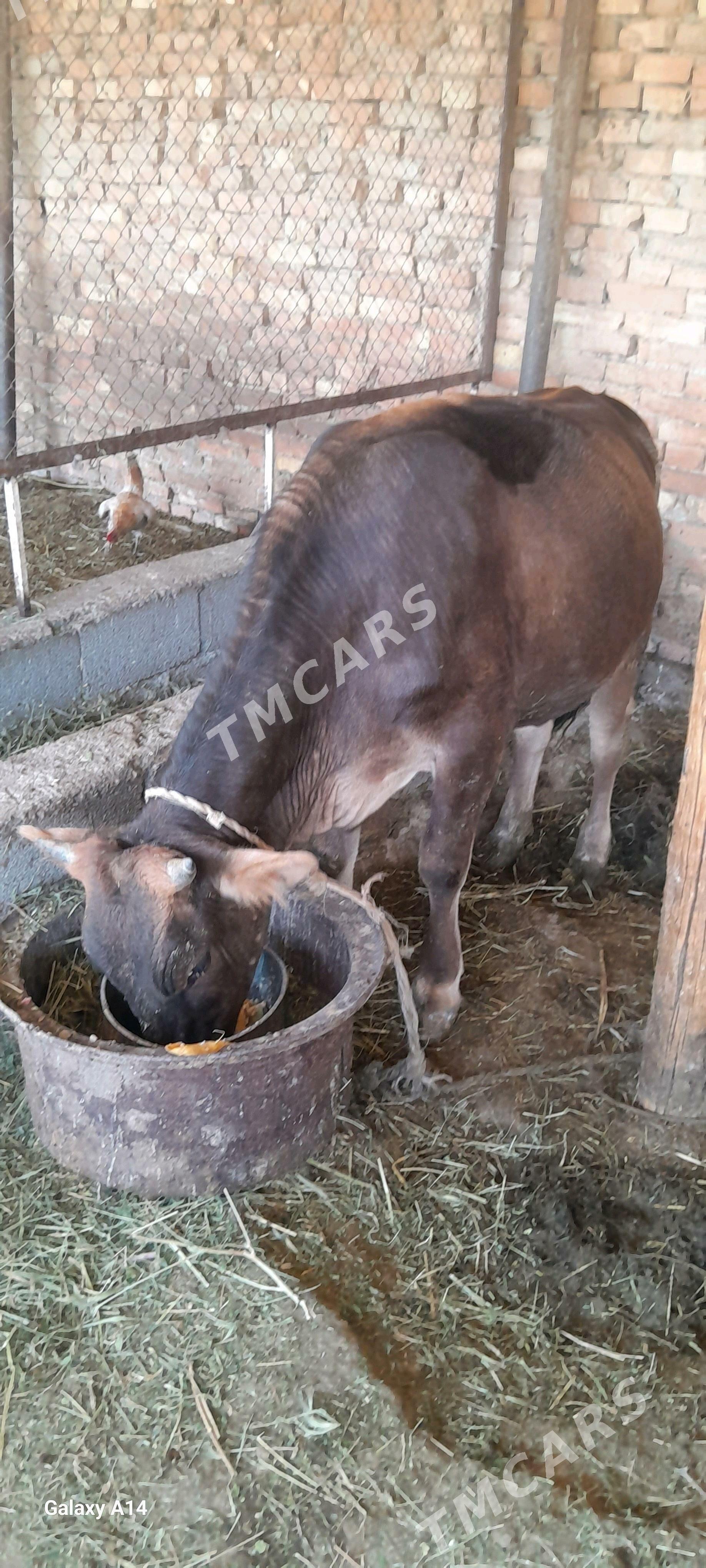 tuwe cekip berjek - Ak bugdaý etraby - img 2