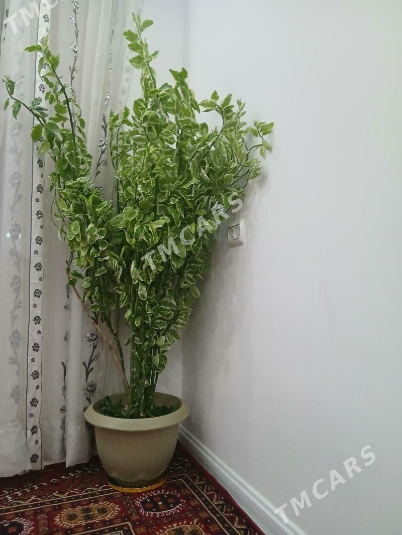 Gul - Aşgabat - img 3