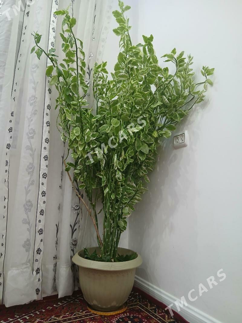 Gul - Aşgabat - img 4