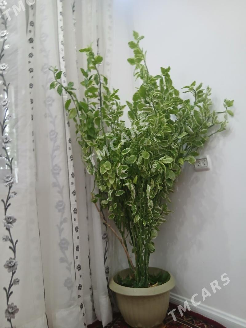 Gul - Aşgabat - img 2