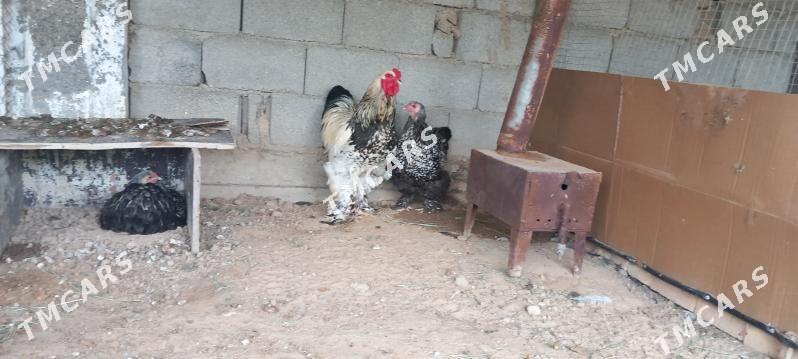Silwer brama - Çoganly - img 2