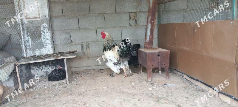 Silwer brama - Çoganly - img 3