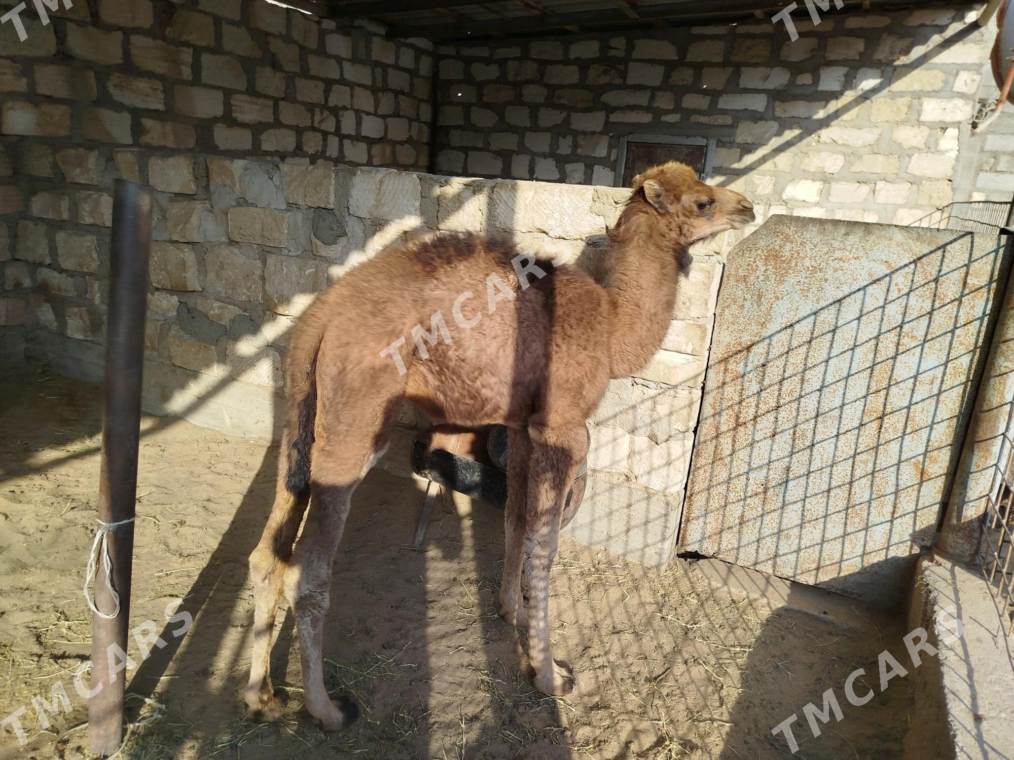Köşekli Düýe - Gumdag - img 6