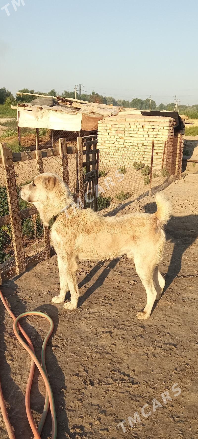 Yolbars - Daşoguz - img 3