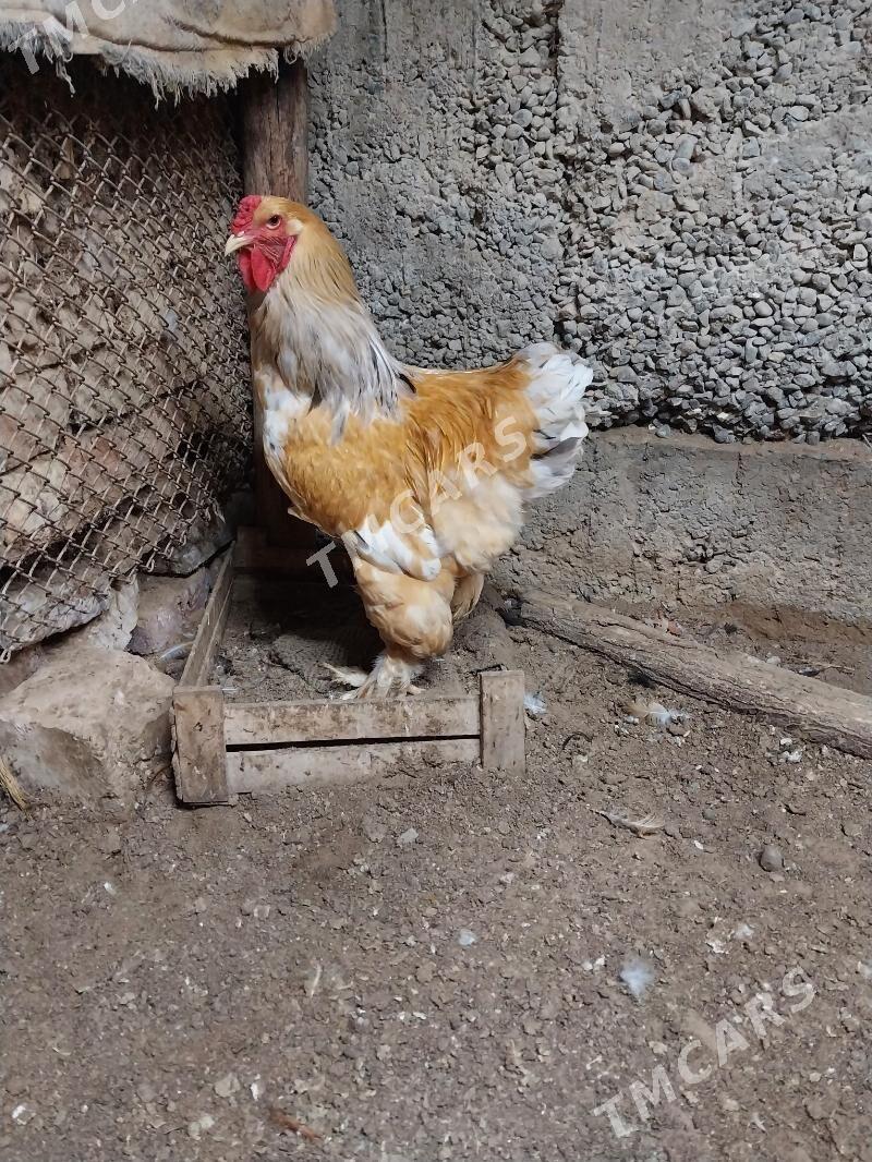 Limon brama - Çoganly - img 2