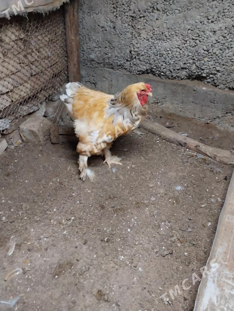 Limon brama - Çoganly - img 4