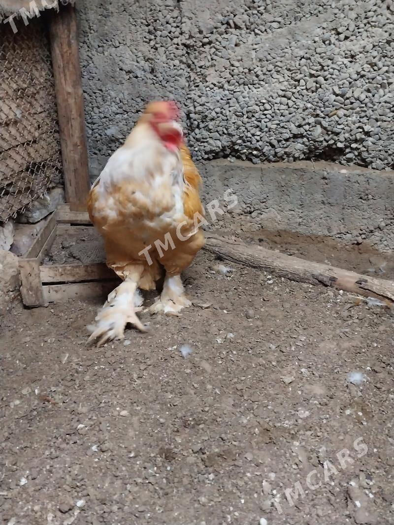 Limon brama - Çoganly - img 3