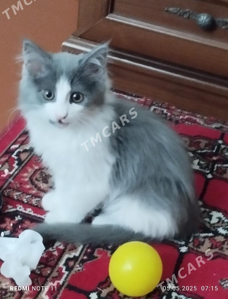 котёнок,pişik - Ашхабад - img 2