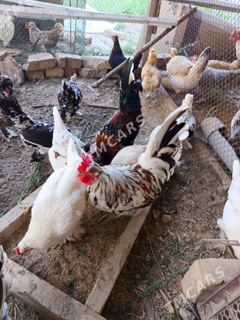 Ýaponçik - Türkmenabat - img 2