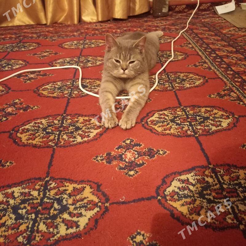 Кот британец - Туркменабат - img 4