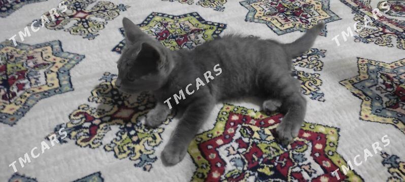 Siyamski pişik - Türkmenabat - img 3