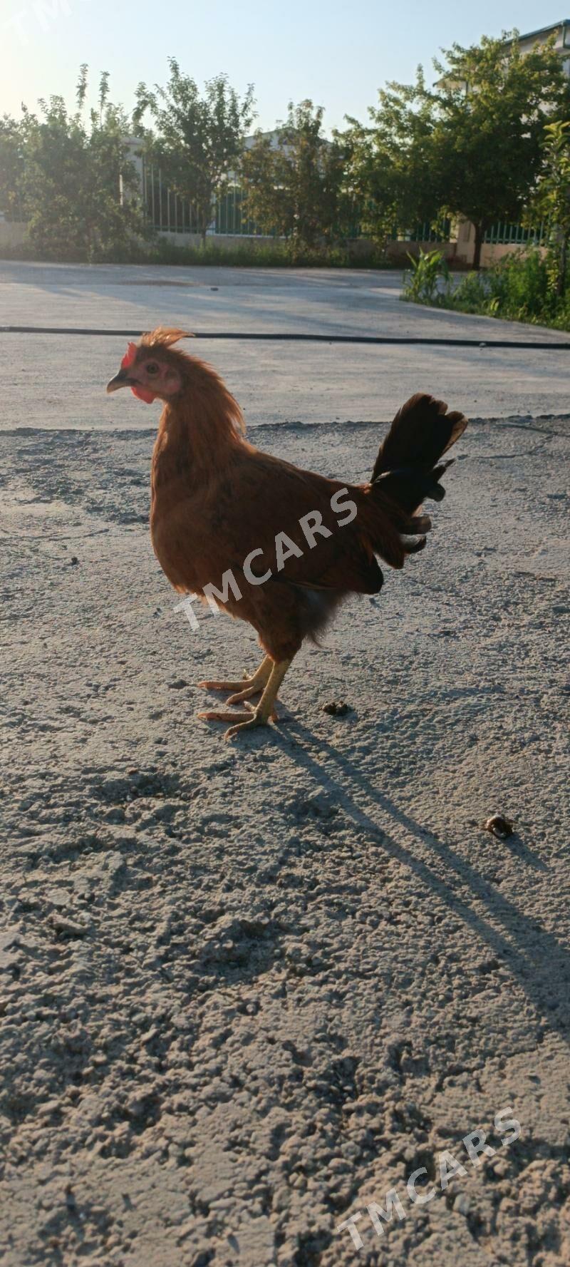 Türkmen mesni horaz - Täze zaman - img 3