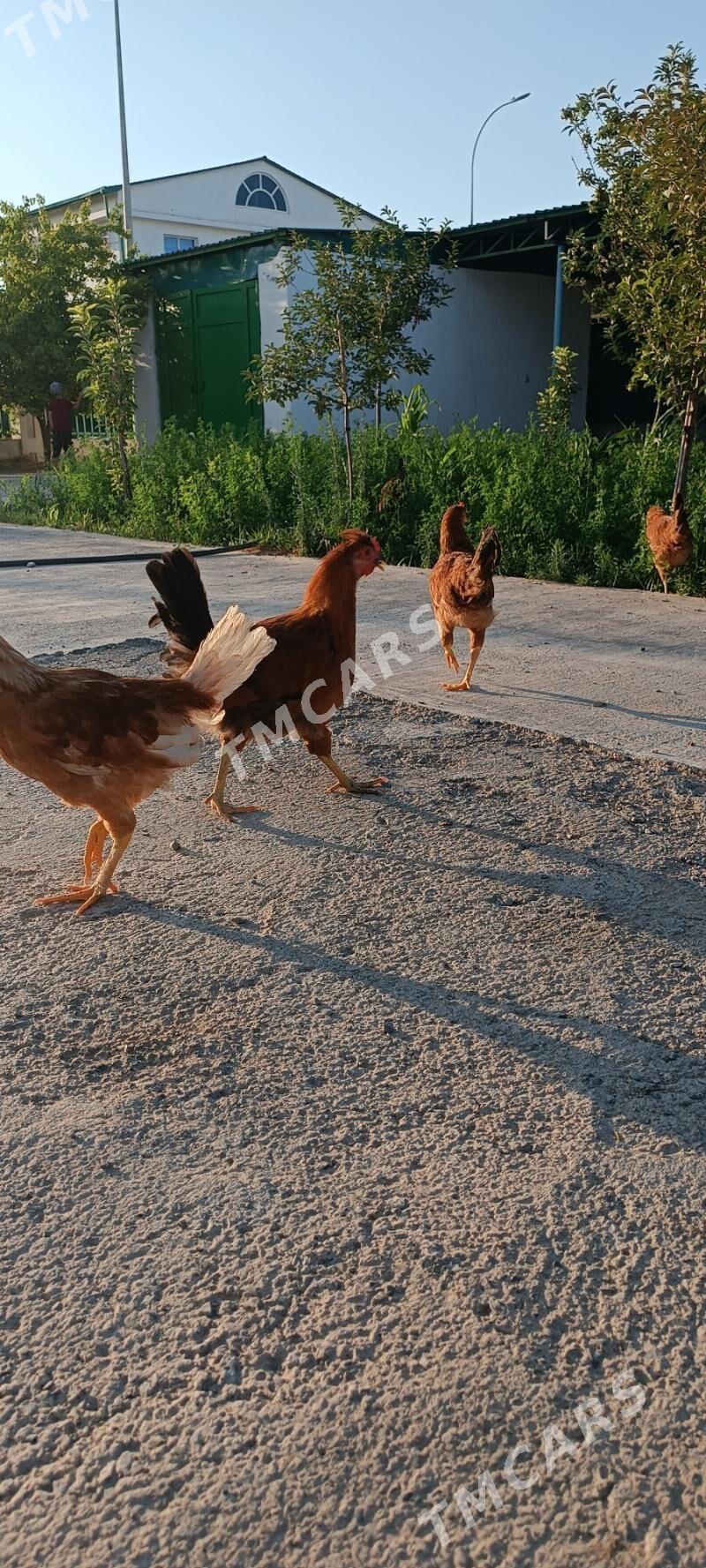 Türkmen mesni horaz - Täze zaman - img 4