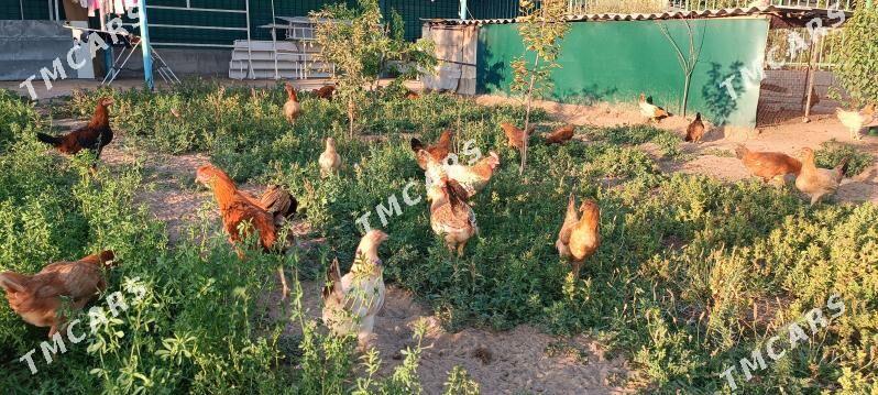 Türkmen mesni horaz - Täze zaman - img 6