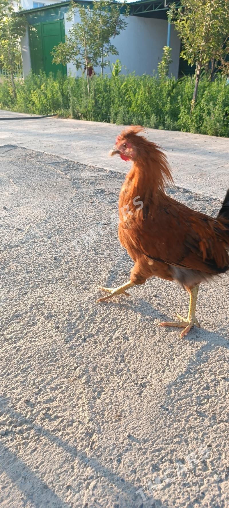 Türkmen mesni horaz - Täze zaman - img 2