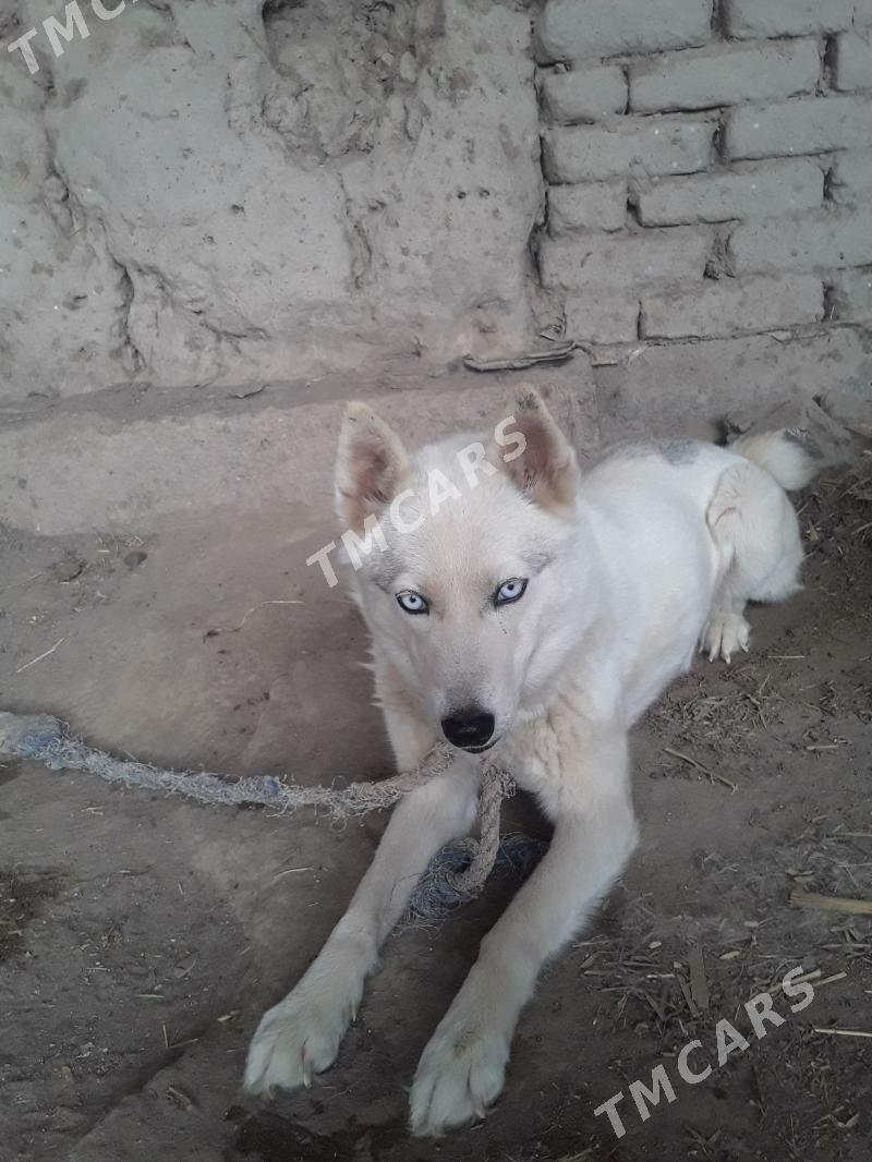 Собака хаски - Дашогуз - img 2