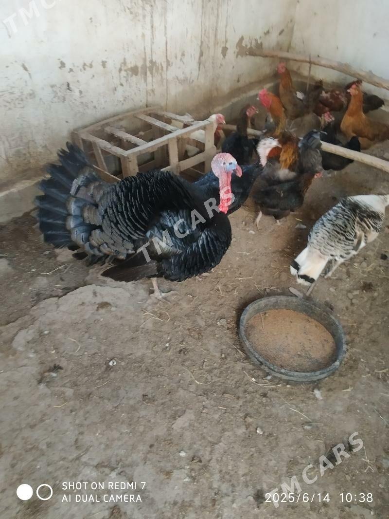 indyuk - Daşoguz - img 2