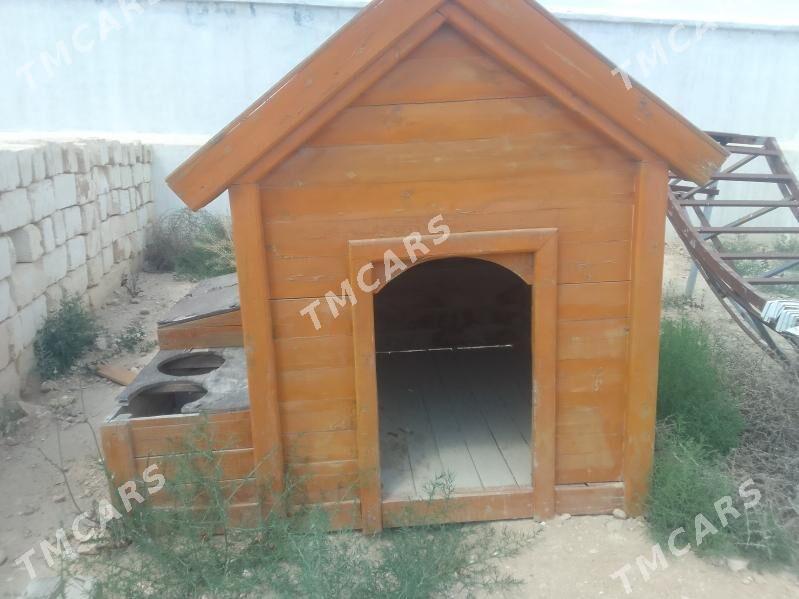 It ketek - Türkmenbaşy - img 3