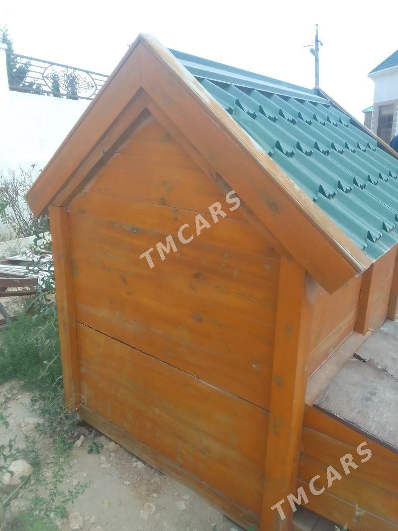 It ketek - Türkmenbaşy - img 2