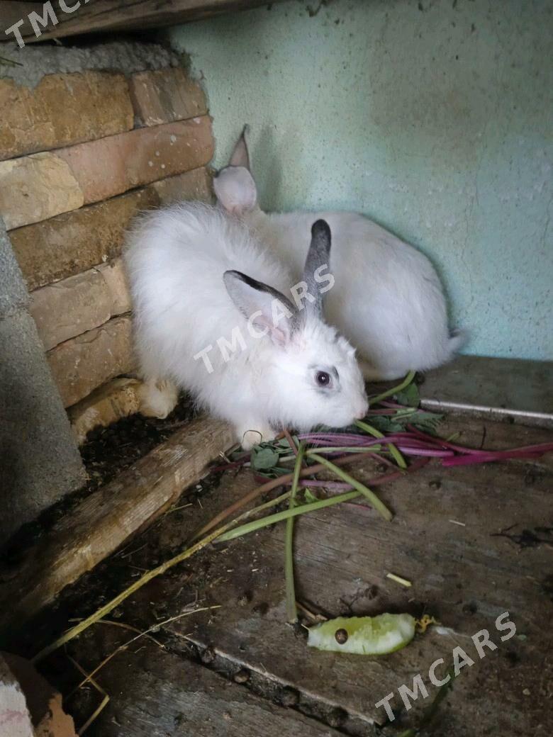 Welekan erkek Towşan - Гёкдепе - img 2