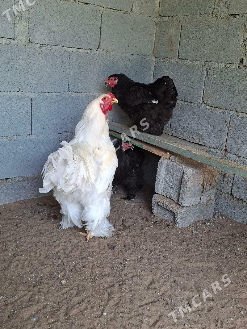 Brama - Çoganly - img 2