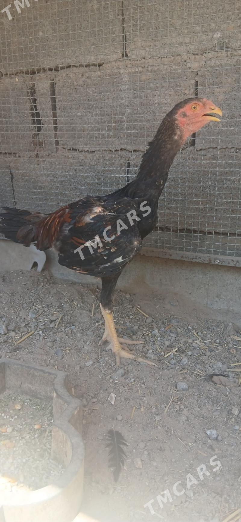 TAŞKENT ÖZBEK - Ашхабад - img 2