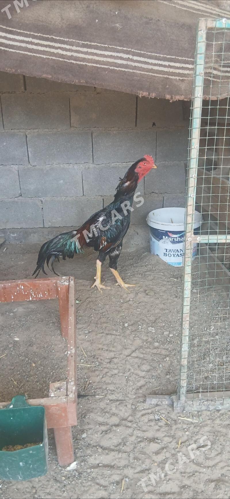 TAŞKENT ÖZBEK - Ашхабад - img 3